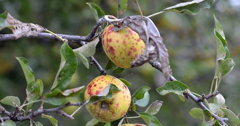 Apple Diseases
