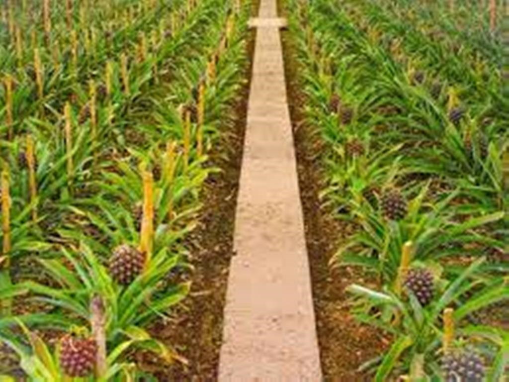 Pineapple
