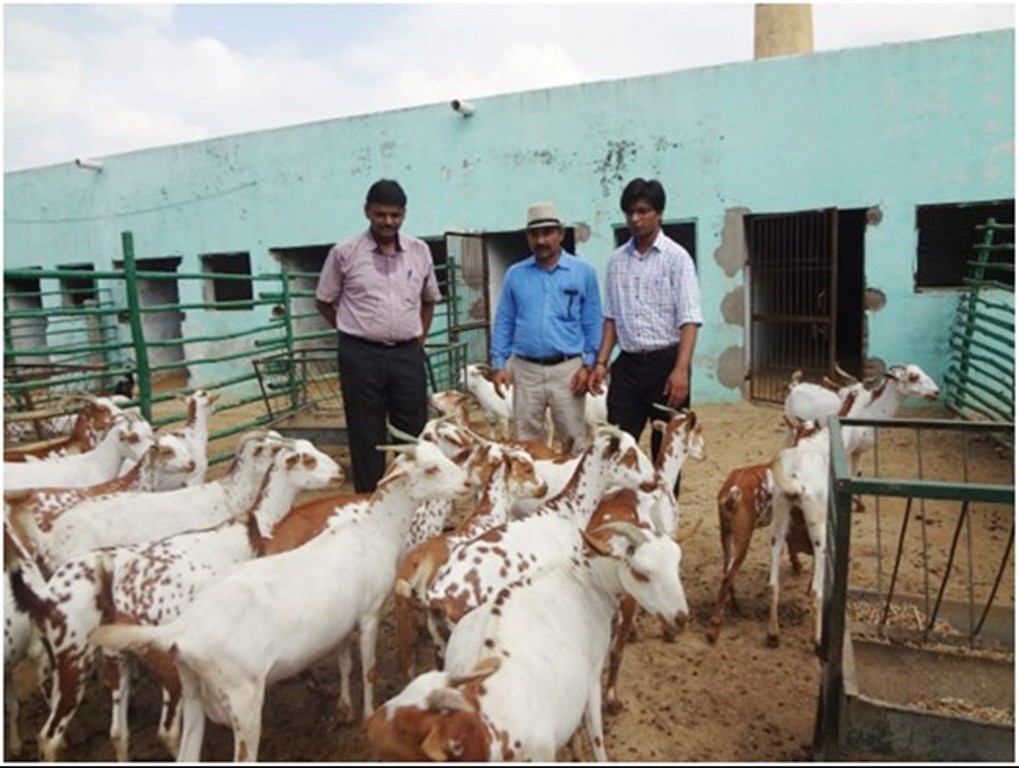 Goat Farming