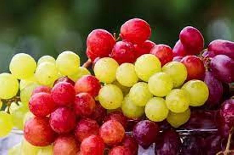 Grapes Diseases