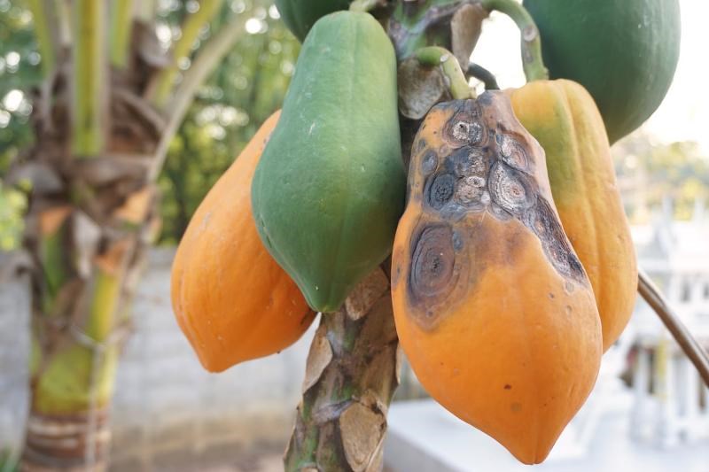 Papaya Disease