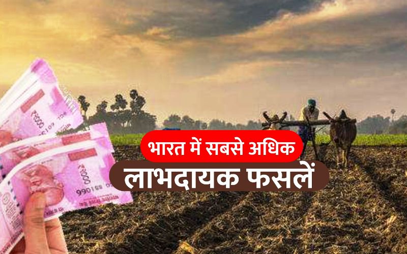 Most Profitable Crops: भारत में सबसे अधिक लाभदायक फसलें - Most ...