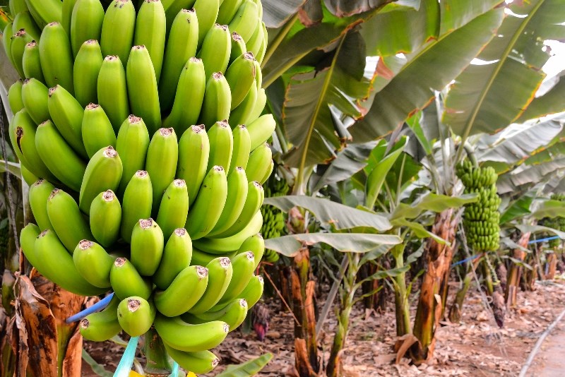 Banana Cultivation