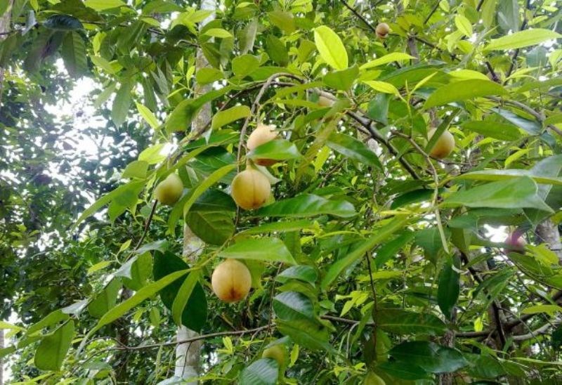 Nutmeg Cultivation