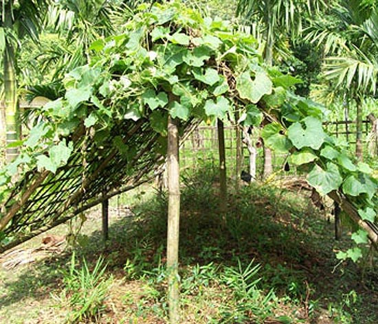 Multilayer Farming