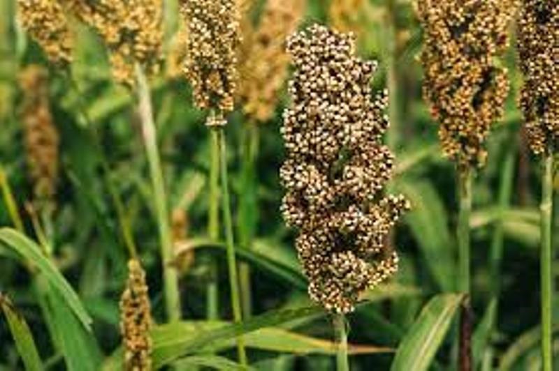 Jowar Ki Kheti
