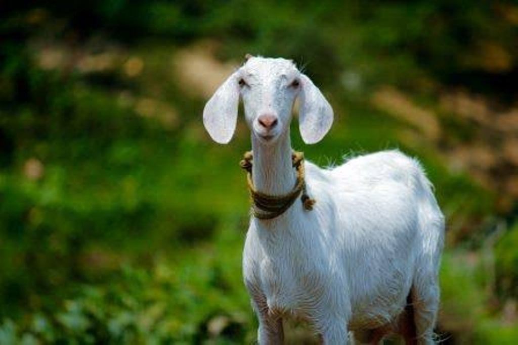Goat Milk