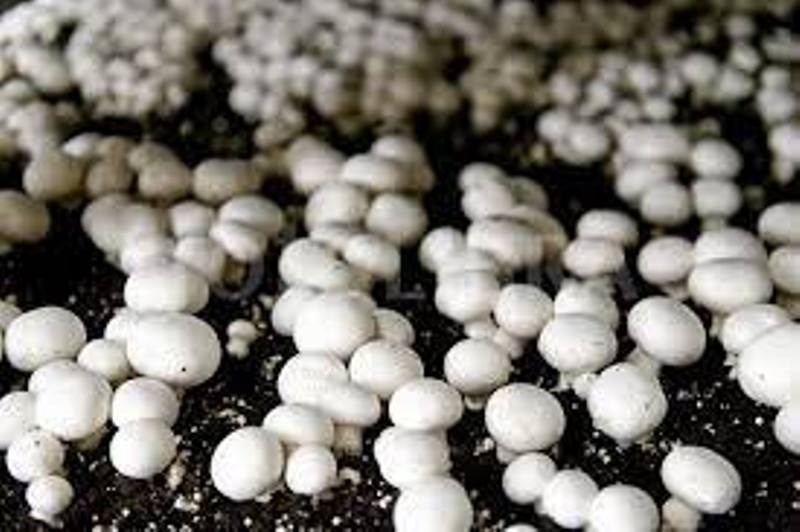 Mushroom