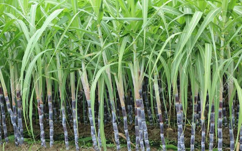 गन्ने की आधुनिक तरीके से खेती करने का तरीका, उन्नत किस्में और उपज - modern  method of cultivation of sugarcane, improved varieties and yield