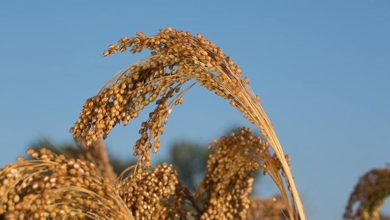 Millet Cultivation