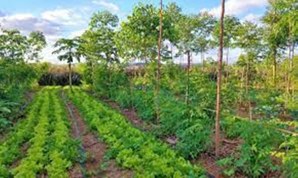 Agroforestry