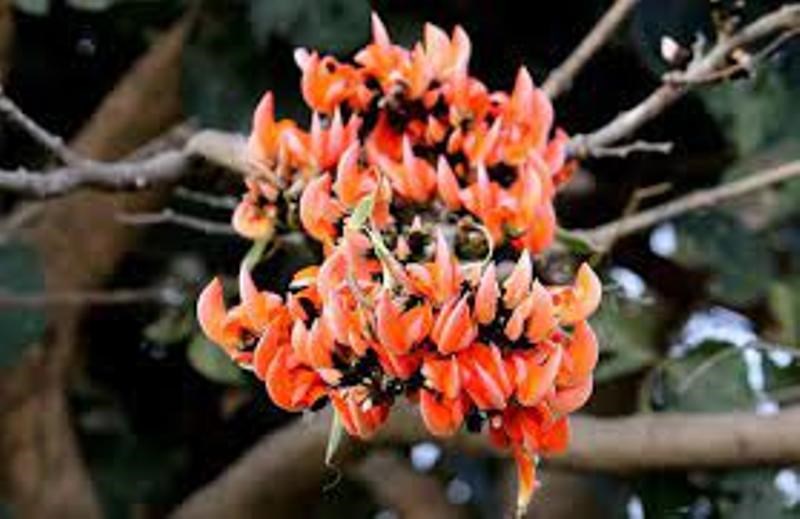 Palash Flowers