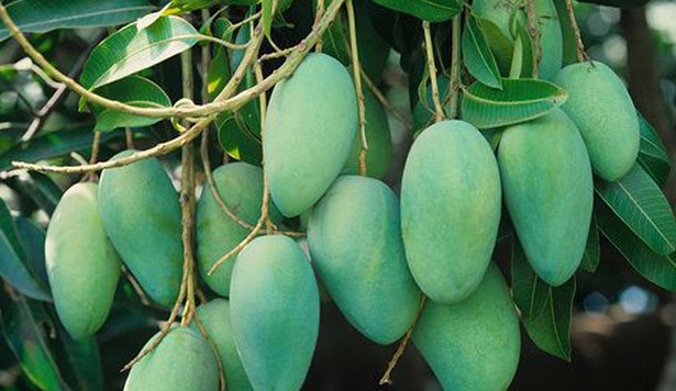 Mango