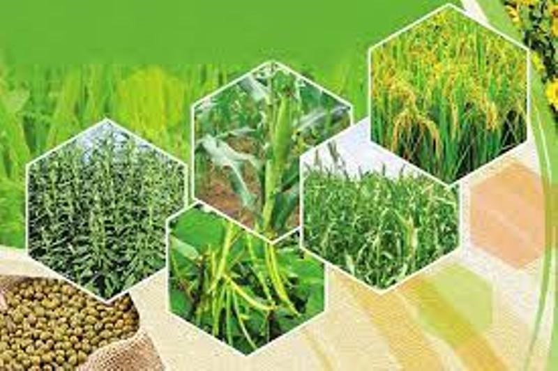 Kharif Crop