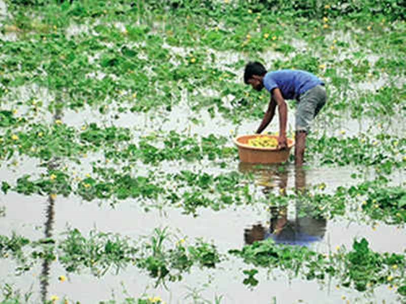 Agriculture News