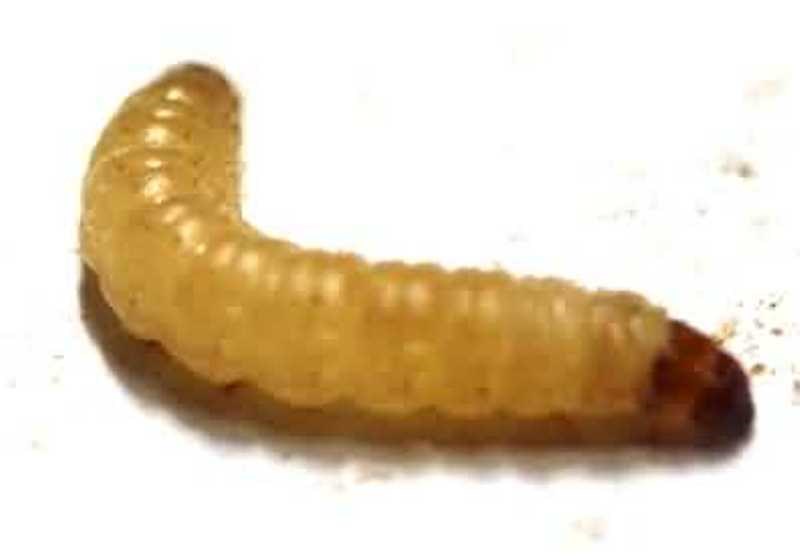 Agriculture News