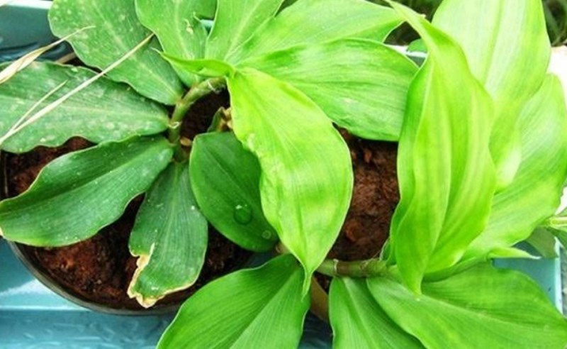 Insulin Plant