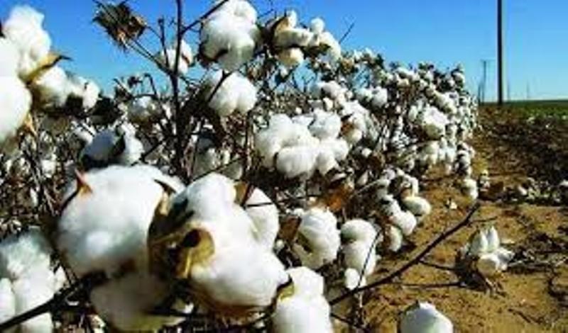 Cotton Cultivation