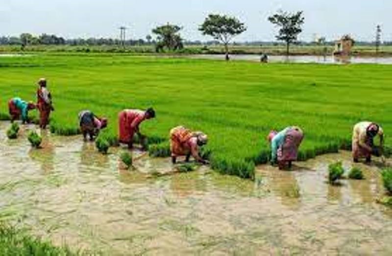 Paddy Cultivation