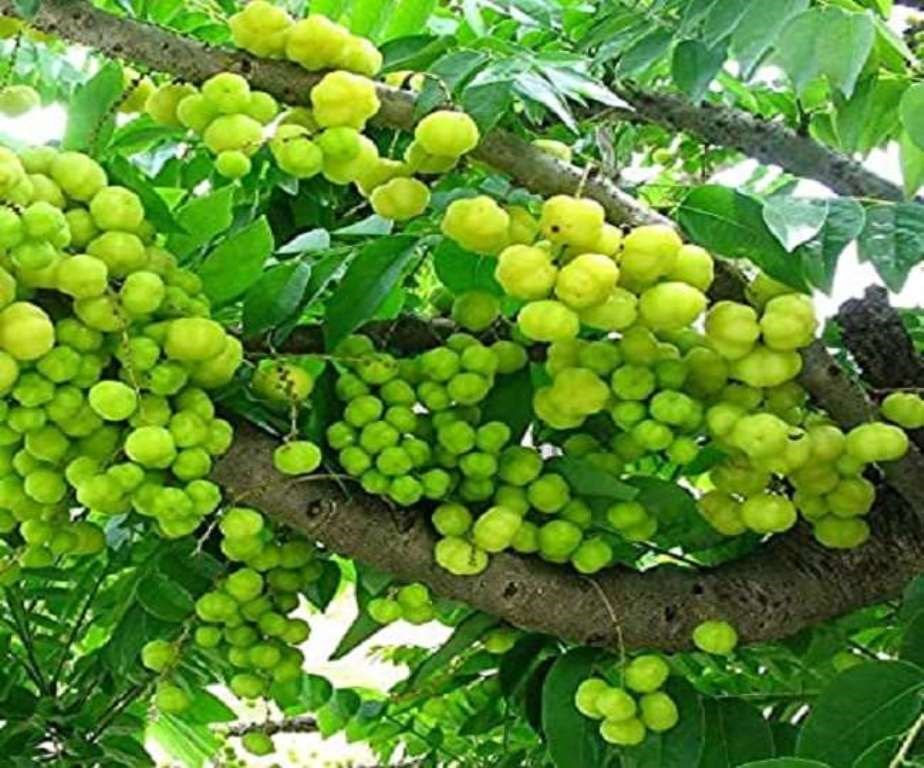 Amla Farmimg