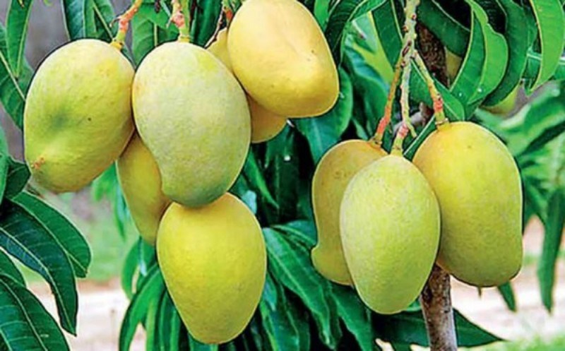National Mango Day