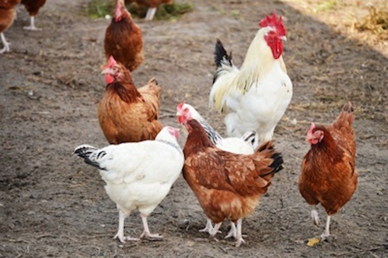 Poultry Farming