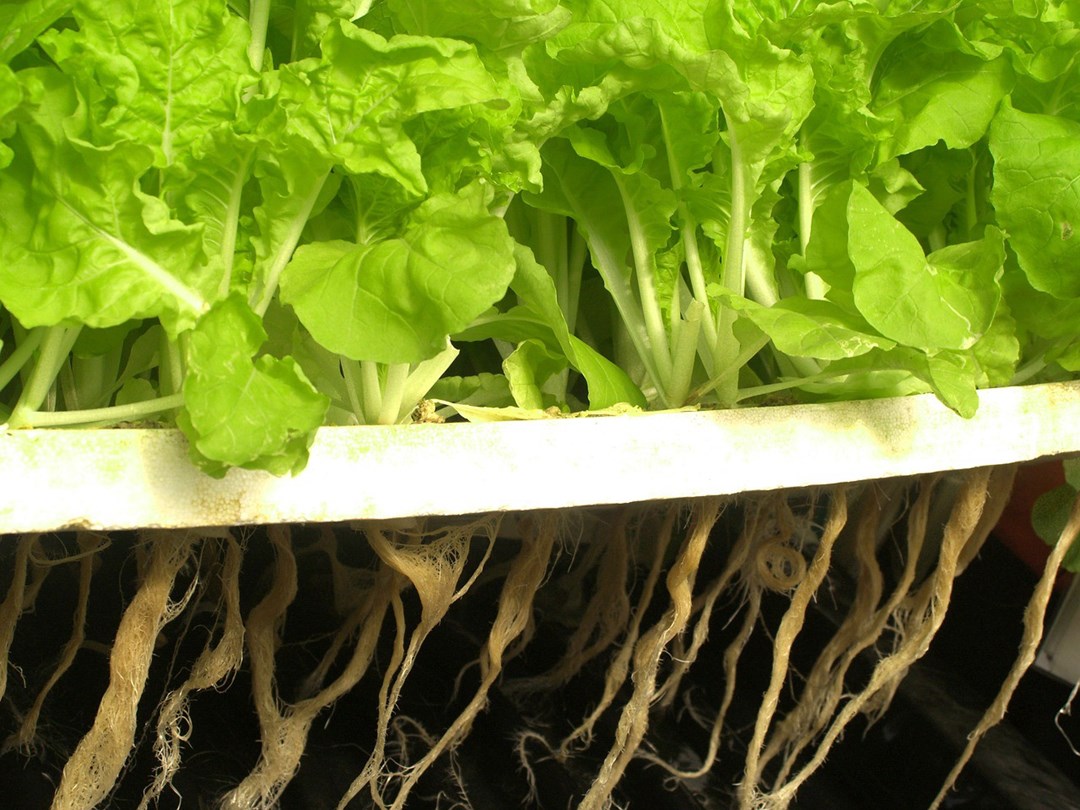 Aquaponics Farming प न क सतह पर उग ई ज ए ग सब ज य न च ह ग मछल प लन