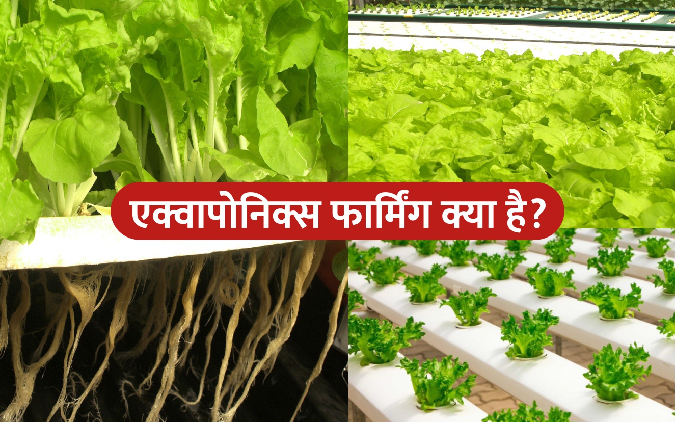 Aquaponics Farming प न क सतह पर उग ई ज ए ग सब ज य न च ह ग मछल प लन
