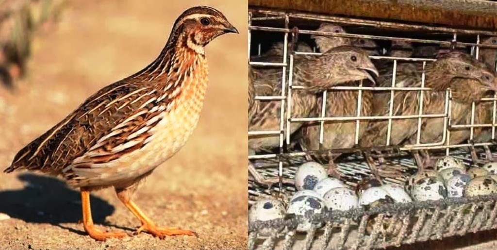 Quail Farming