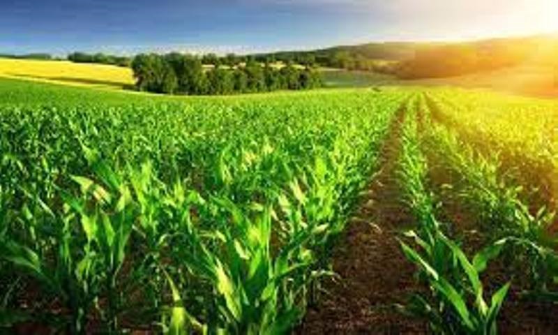 Organic Farming