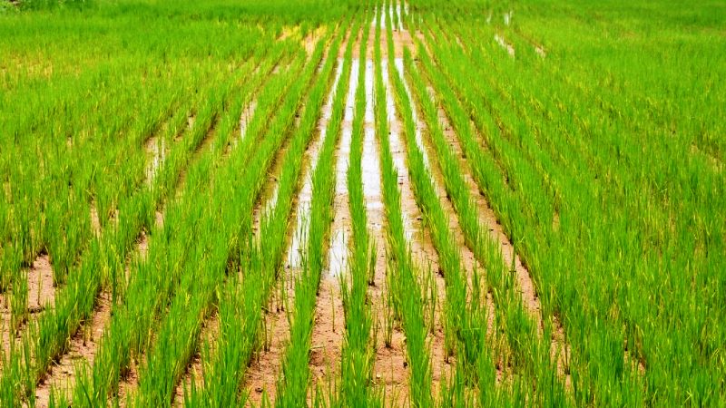 धान की श्री विधि से खेती करने से ग्रामीण क्षेत्रों में बढ़ रही हरियाली - paddy cultivation: cultivation and paddy production by sri method of paddy and madagascar method