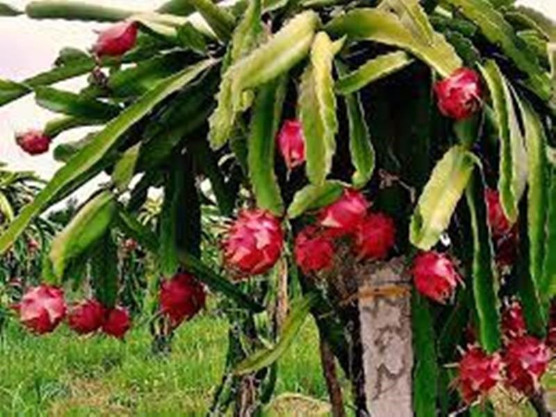 Dragon Fruit