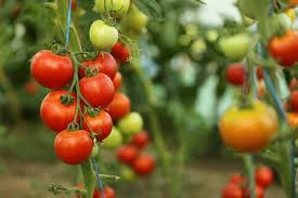 Tomato