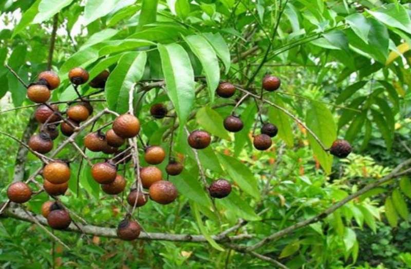 Rudraksha Tree