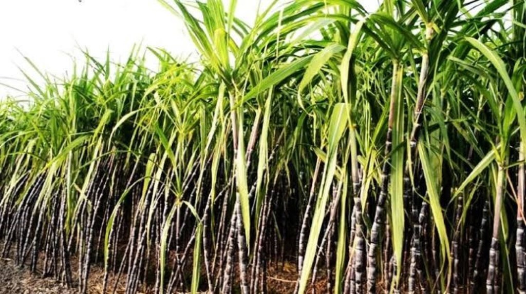 Sugar Cane