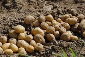 Potato Cultivation