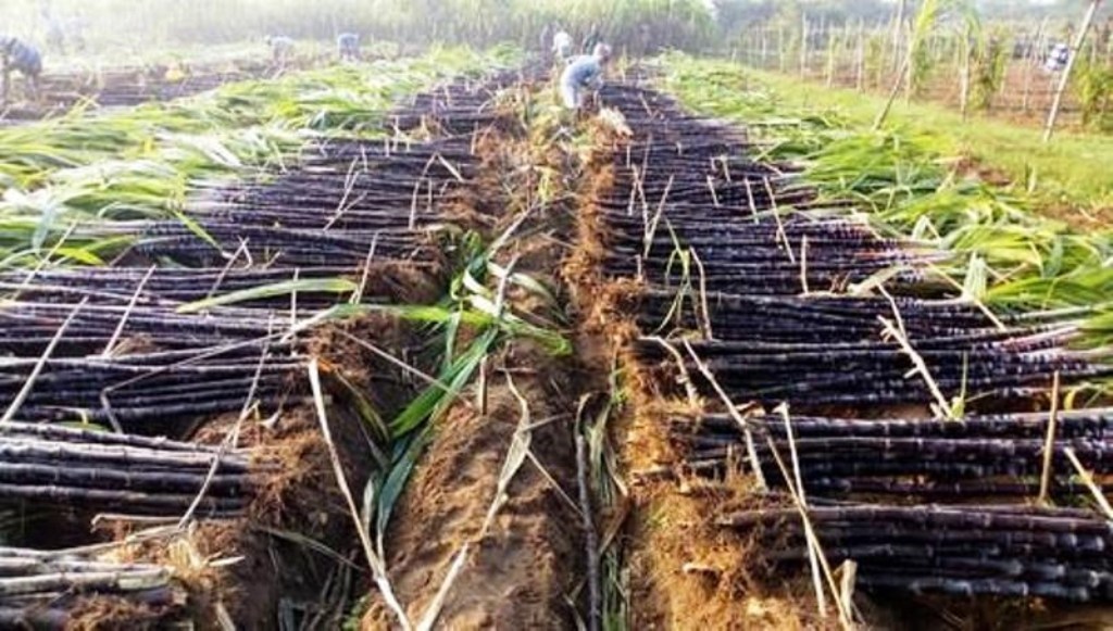 Sugarcane