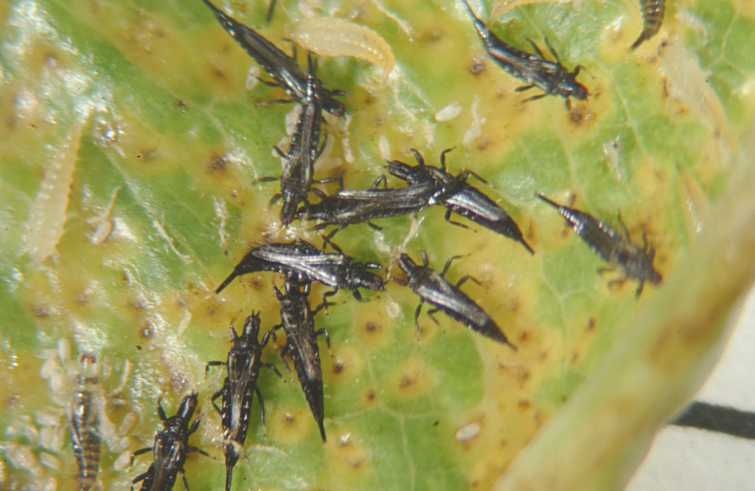 thrips