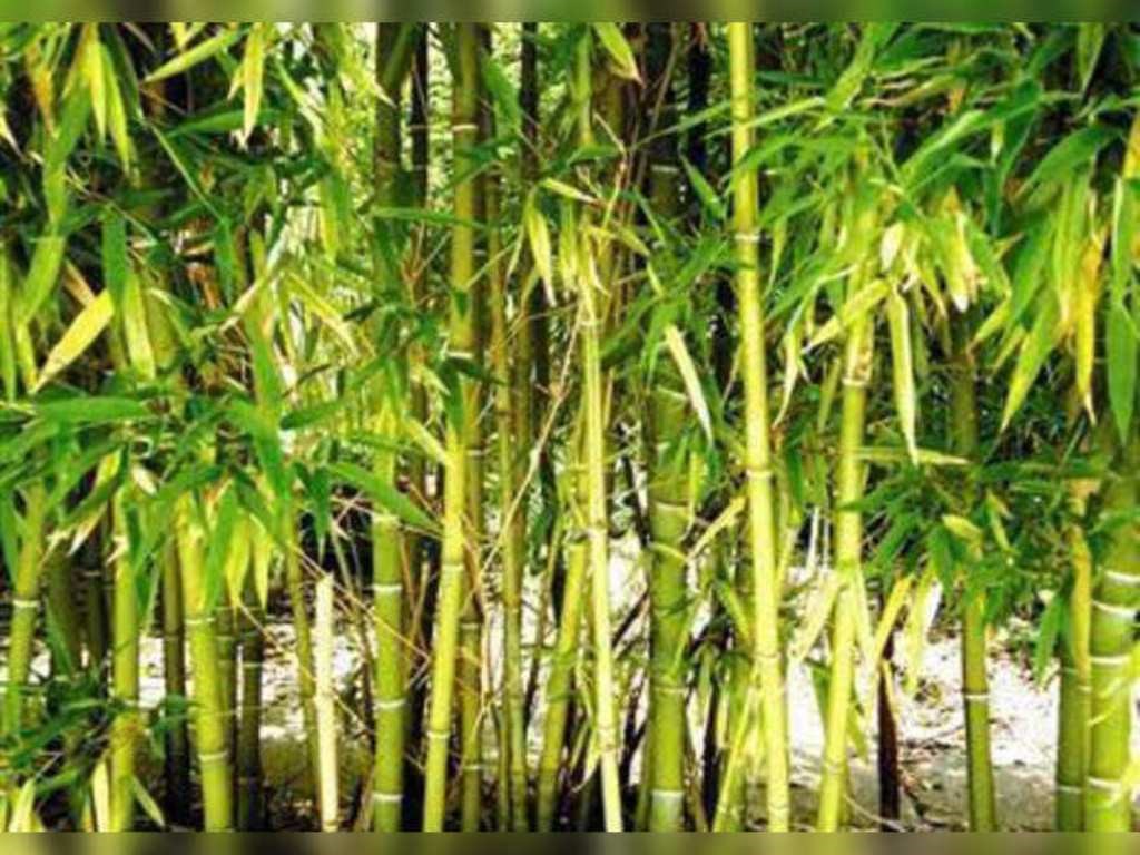 Bamboo