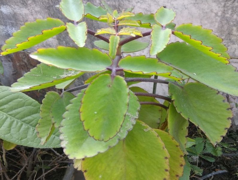 एक पौधे में कई-कई गुण, किडनी के स्टोन को तो इस तरह कर देता है चूर-चूर…-One plant has many properties, it crushes kidney stones like this…