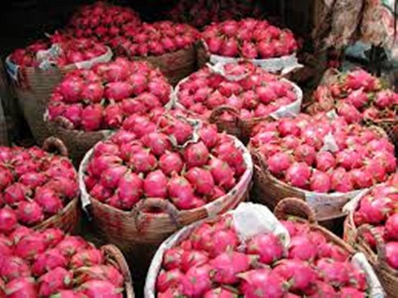 Dragon Fruit