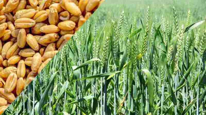 Wheat Cultivation