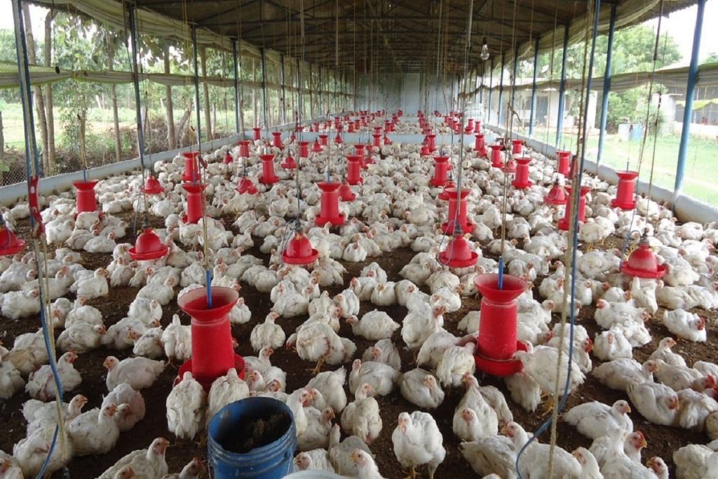 Poultry Farming