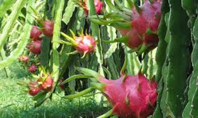 Dragon Fruit Cultivation