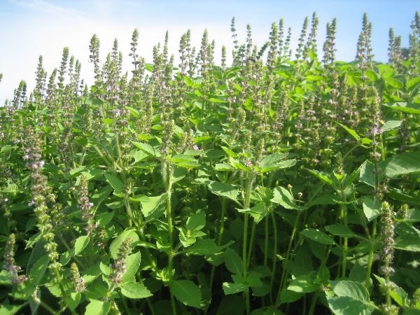 Tulsi Business