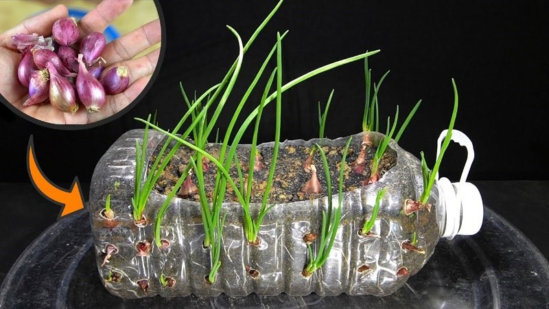 Green Onions