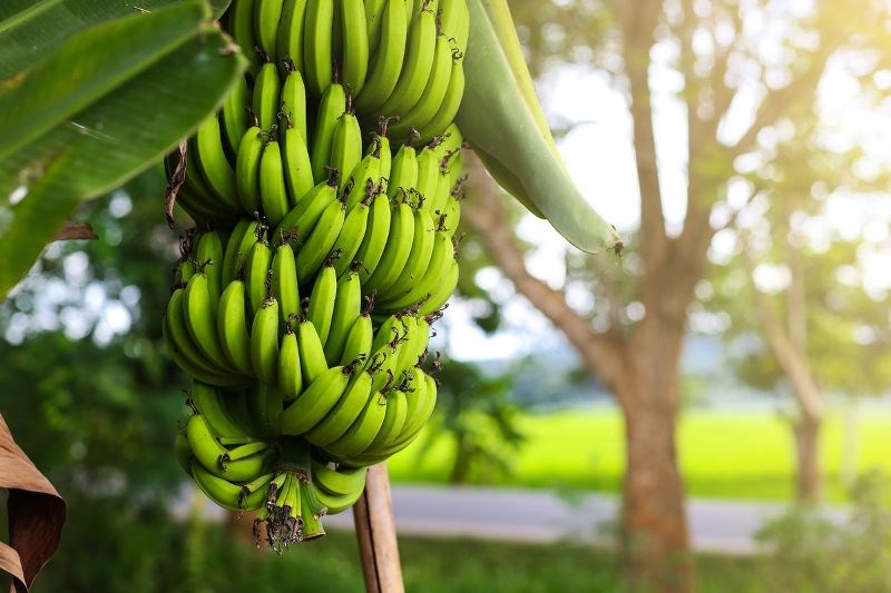 Banana Tree
