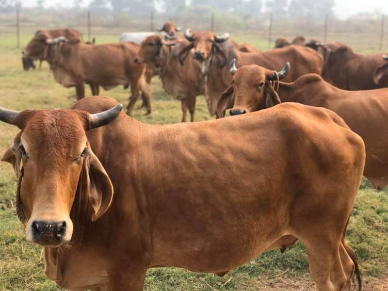 Cow