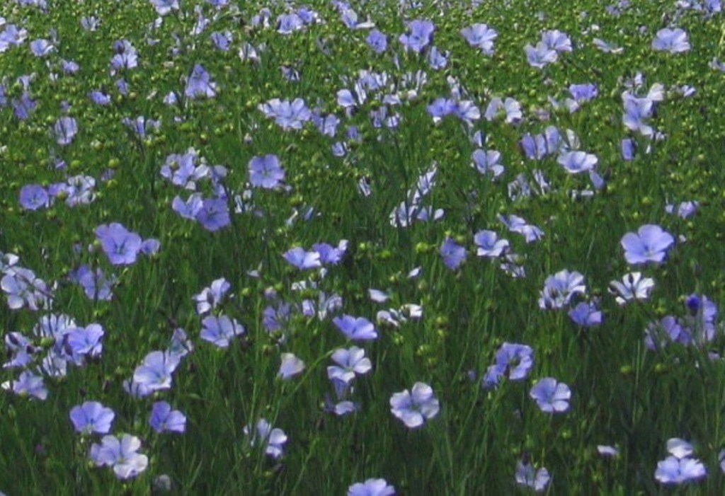Linseed Farming