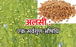 Know the improved varieties and benefits of flaxseed